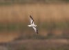 Little Gull at Wat Tyler Country Park (Steve Arlow) (19523 bytes)